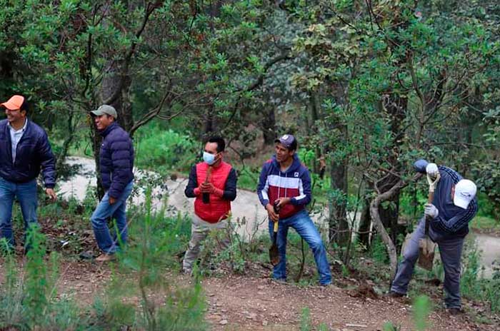 reforestacion villa victoria