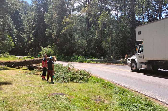 caida arbol temascaltepec 