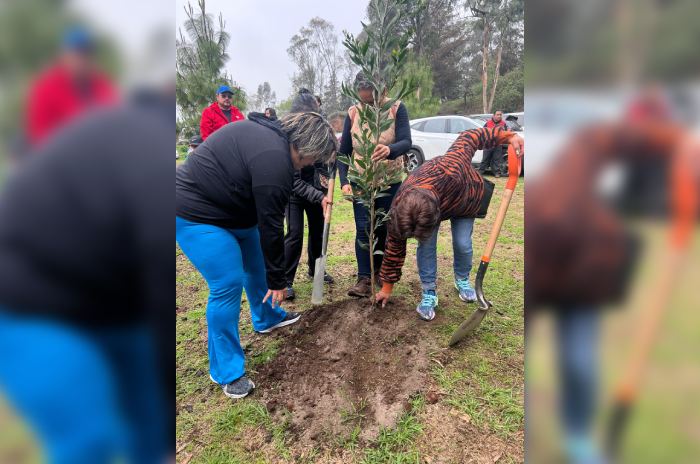 gente planta arboles metepec