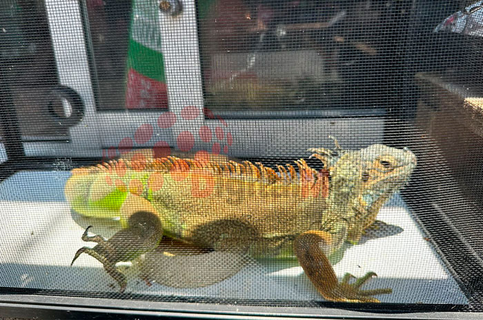 venta animales exoticos toluca