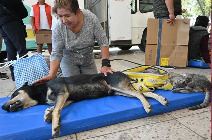 jornada esterilizacion mascotas toluca