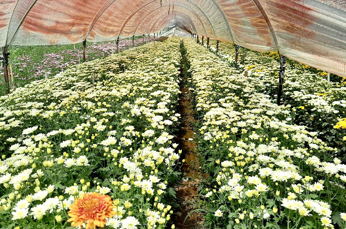 central abasto villa guerrero mercado flor