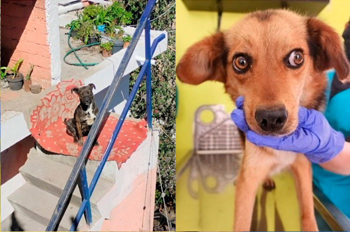 4perritos salvados toluca