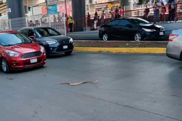 serpiente coacalco muere1