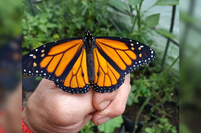 mariposa mano