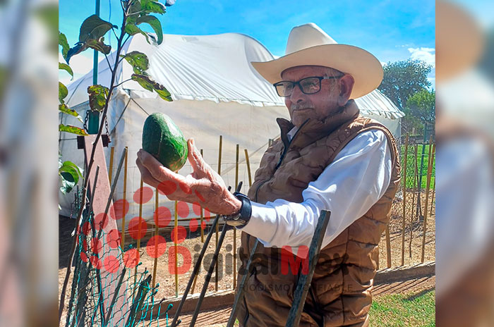 aguacate mexiquense