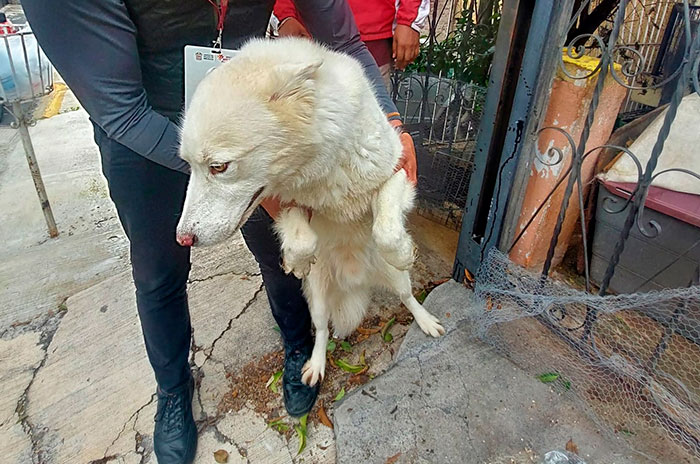 tlalnepantla rescate perrito