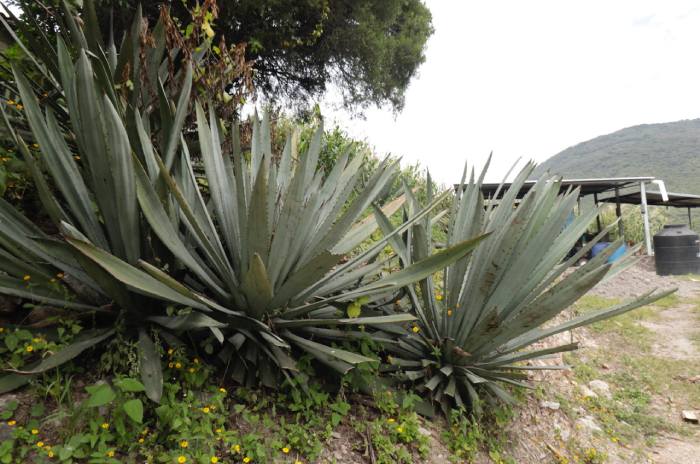 agave dos