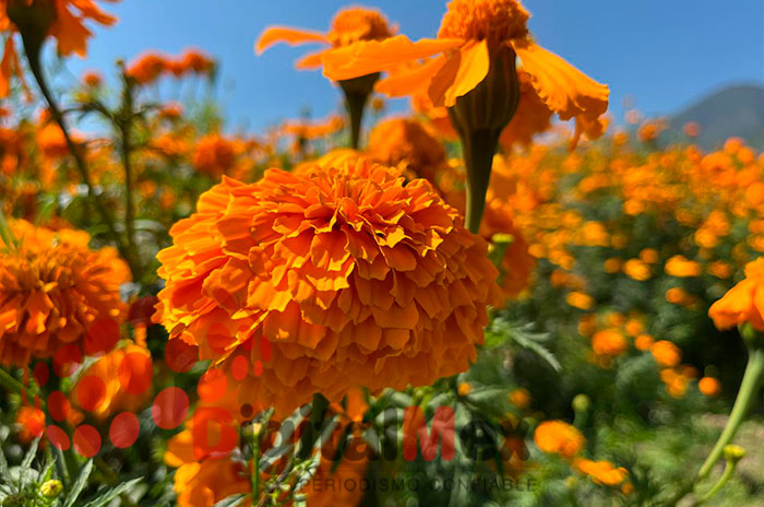 flor dia muertos edomex