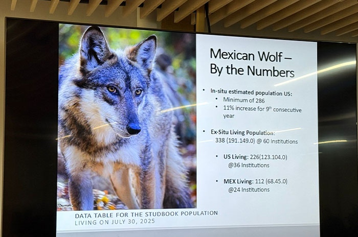 lobo mexicano