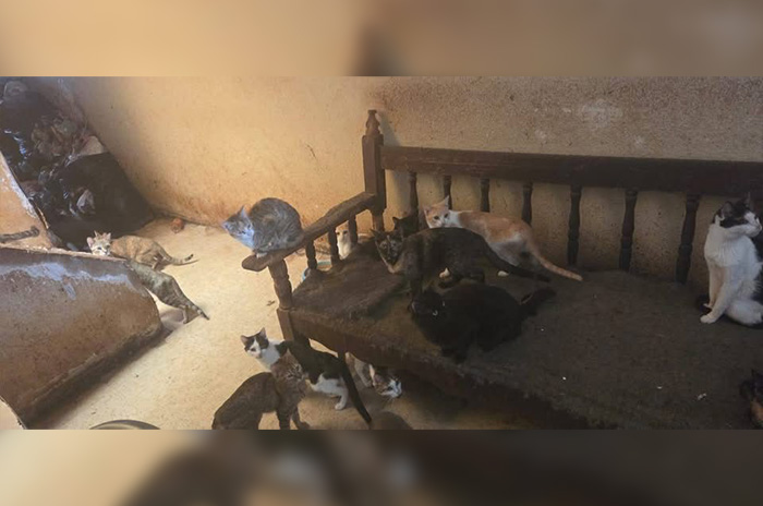 gatitos dos
