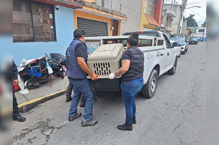 lomitos rescatados metepec 2