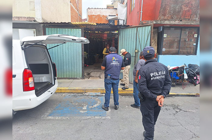 lomitos rescatados metepec