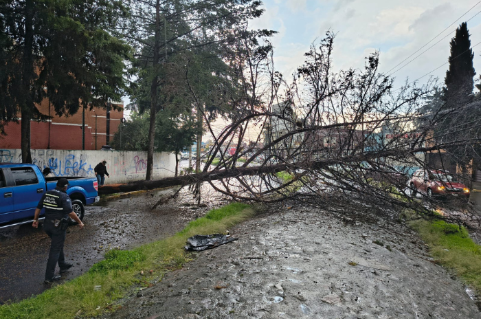 arbol 1