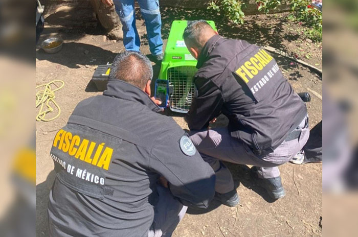 rescate lomitos toluca
