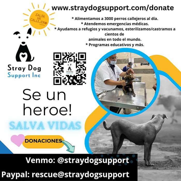 stray dog support