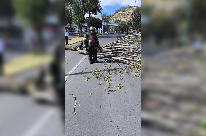 arbol toluca dos