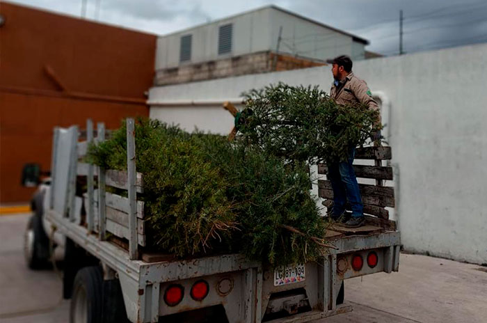 recicla arbol navidad toluca1