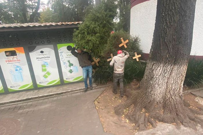 recicla arbol navidad toluca2