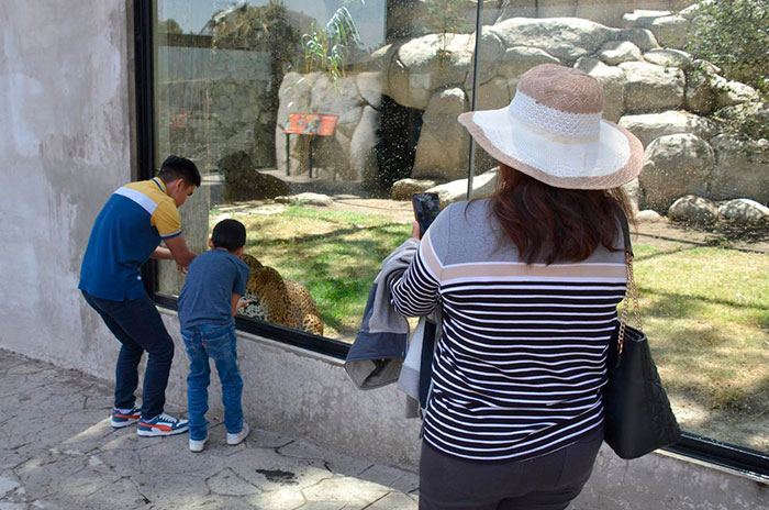 zoologico zacango delfina