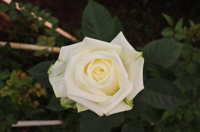 rosa blanca