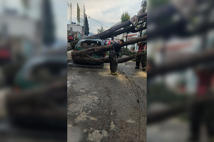 arbol coche