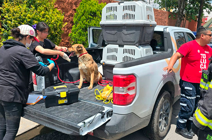 animales rescatados toluca