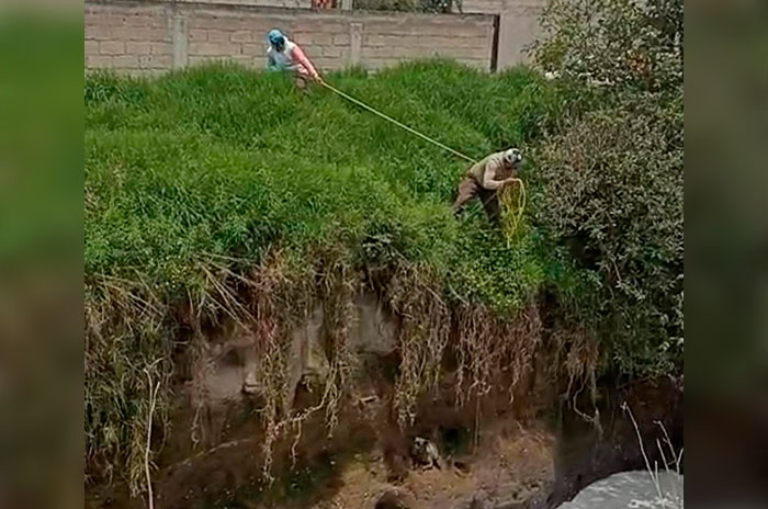animales rescatados toluca1