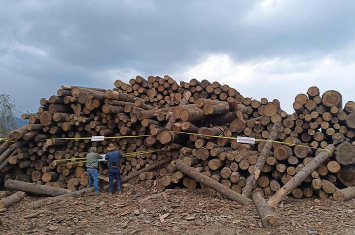 rollos madera