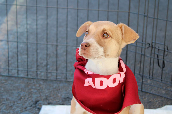 adopta perros final toluca america