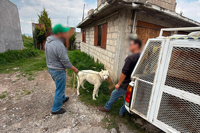 perro maltratado toluca