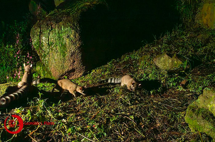 fauna uaemex5