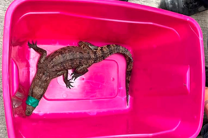 cocodrilo cuautitlan1