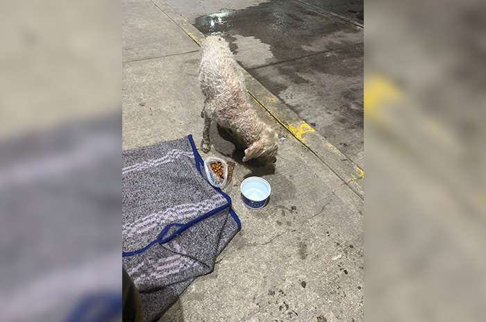 perrita rescatada ecatepec