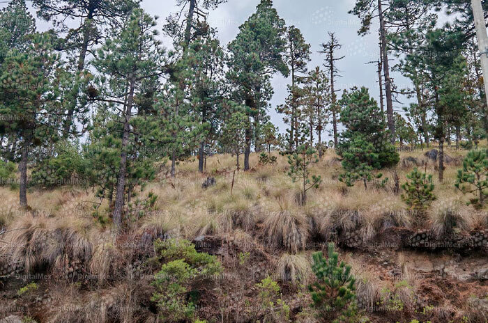 arboles2 1 1