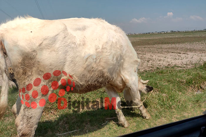 02 guasano barrenador