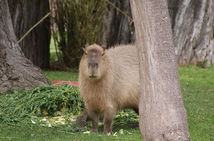 capibara