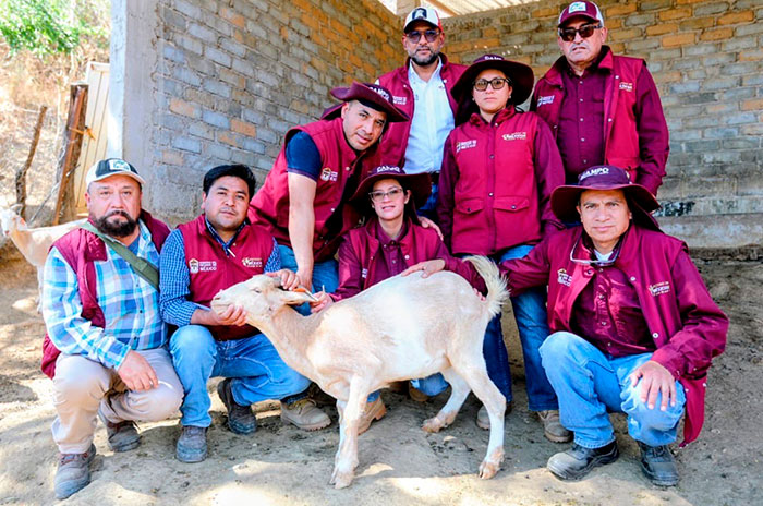 primer caso gusano barrenador1