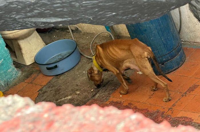 perro desnutrido