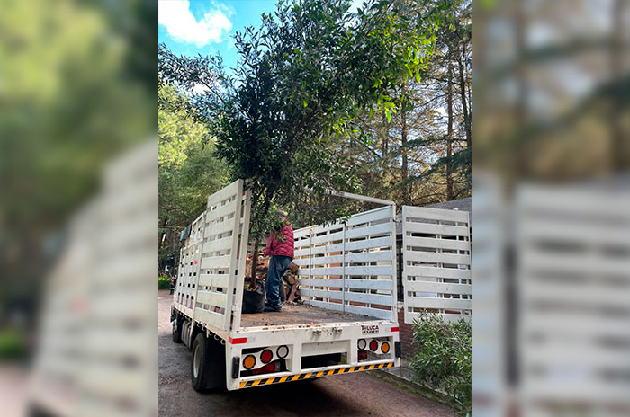 nuevos arboles