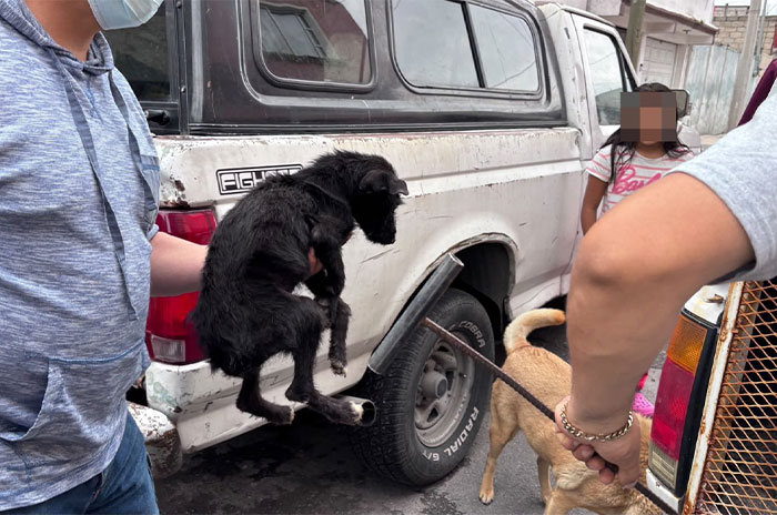 perros2