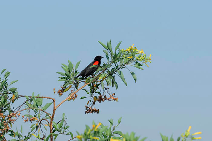 aves ecatepec 1