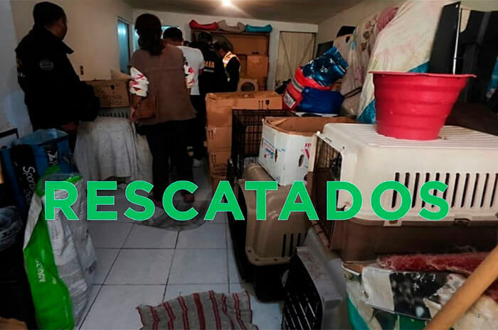 rescate animal 5 1