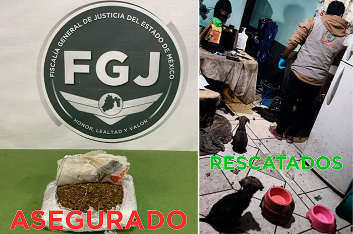 rescate niños y perros 5 1