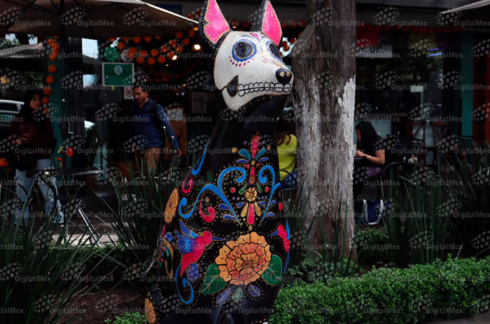 xolo3