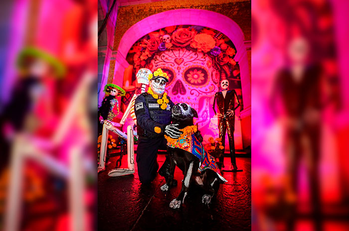perro ofrenda