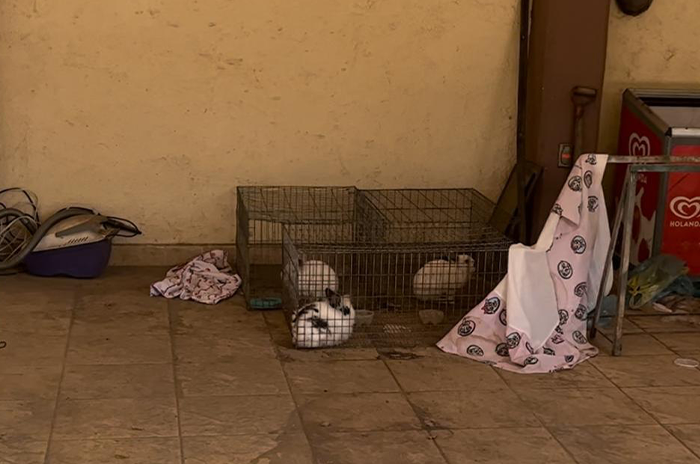 Rescatan_22_pitbulls_3_conejos_un_coyote_y_un_gato_abandonados_en_Ixtapaluca_2.png