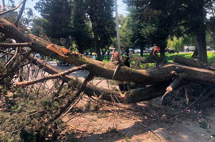 arbol-cae-toluca.jpg