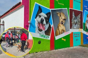 El espacio ofrece citas los lunes y pláticas de tutela responsable, impulsando una atención cercana para perros y gatos en la Delegación Sauces.