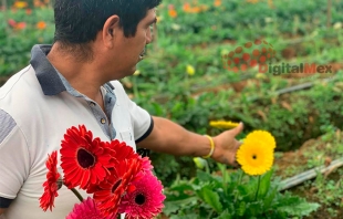 Severa crisis de floricultores en #Edomex; ¿cómo la han enfrentado?